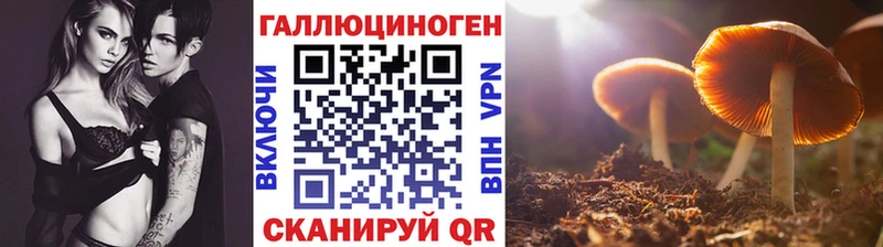 Галлюциногенные грибы Psilocybine cubensis  купить наркотики цена  blacksprut tor  Гурьевск 